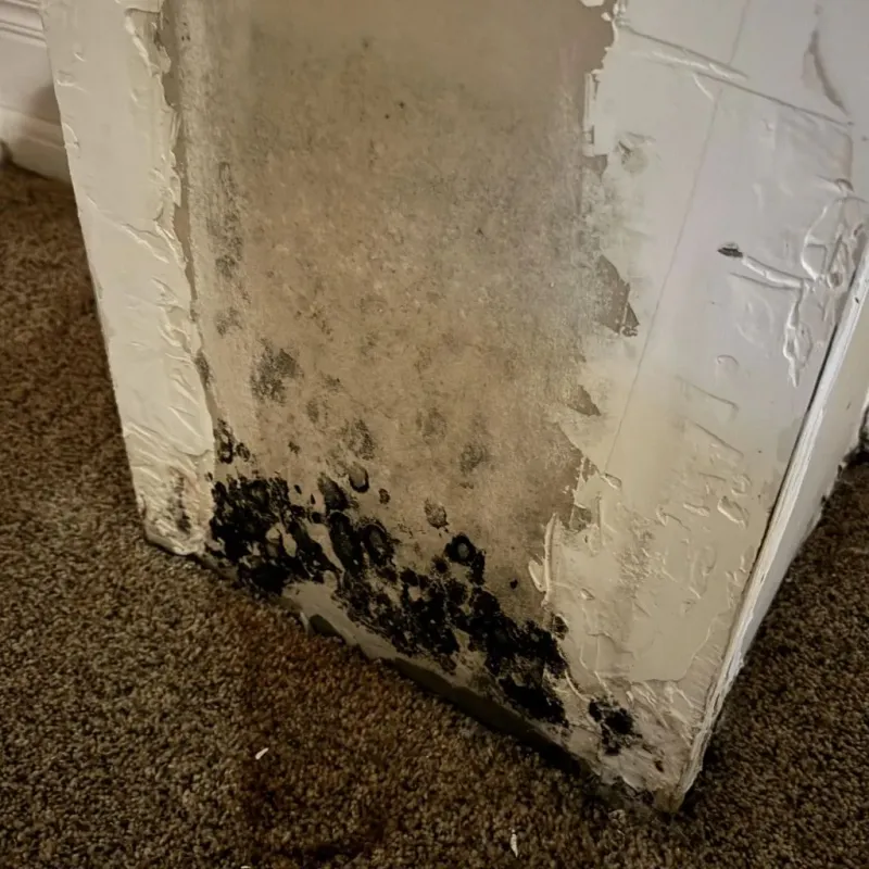 Professional Mold Removal in Aldine, TX